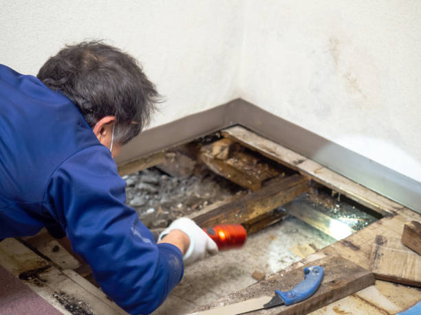 Best Mold Testing  in Glenarden, MD