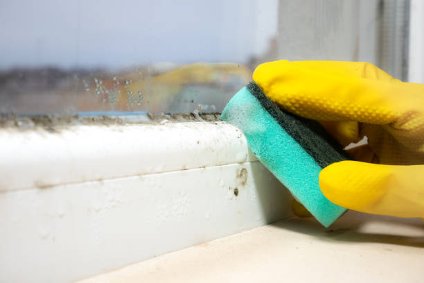 Best Office Mold Removal Services  in Glenarden, MD