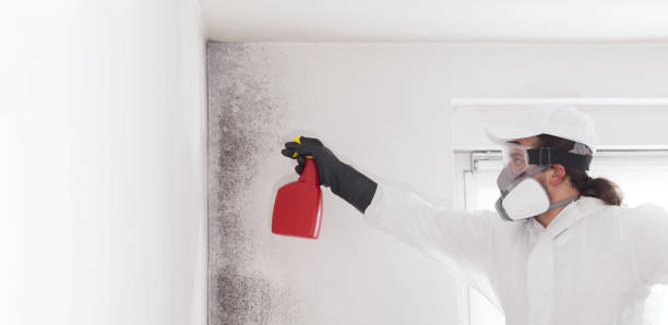 Best Commercial Mold Removal  in Glenarden, MD