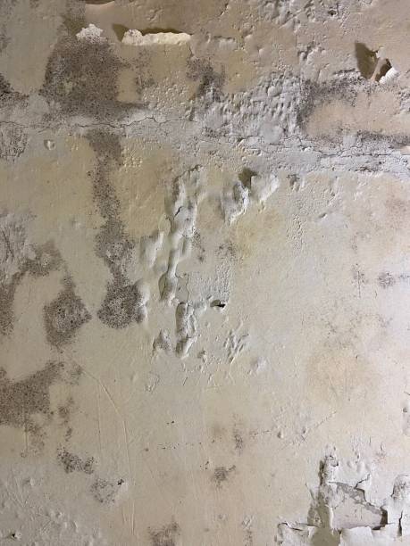 Best Fast Mold Removal  in Glenarden, MD