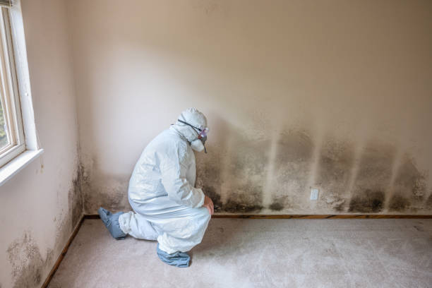 Best Mold Inspection  in Glenarden, MD