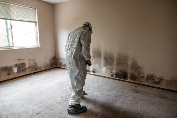 Best Professional Mold Removal  in Glenarden, MD