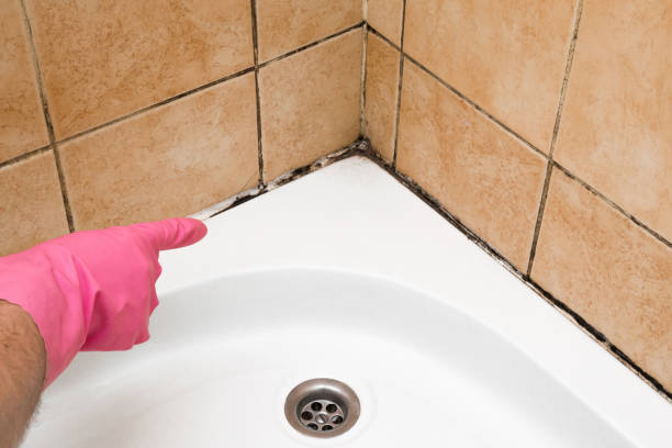 Best Attic Mold Removal  in Glenarden, MD